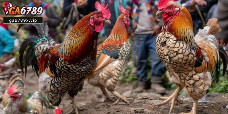 78 Vảy Gà Tốt Nên Chọi Là Gì Và Cách Phân Loại 78 vảy gà tốt nên chọi