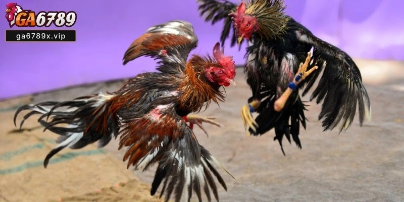 Luật Chơi Đá Gà Philippines Tại Ga6789 Và Các Loại Kèo Phổ Biến Đá Gà Philippines Tại Ga6789