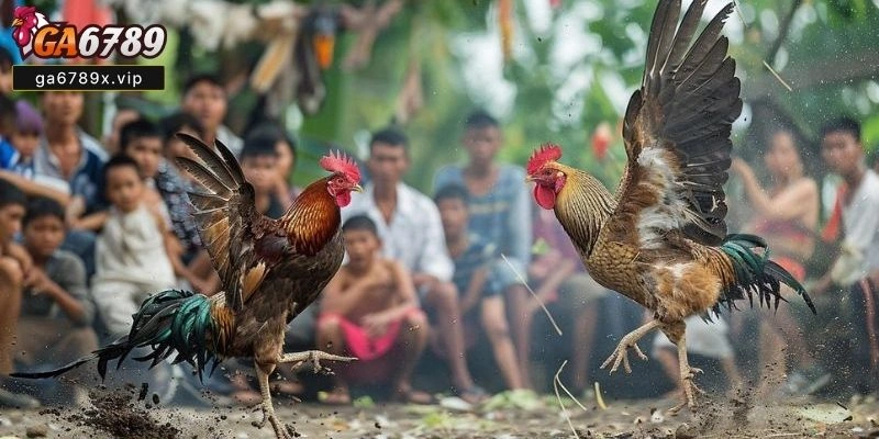 Hướng Dẫn Tham Gia Chơi Đá Gà Thomo Trên Ga6789x Ga6789 Đá Gà Thomo
