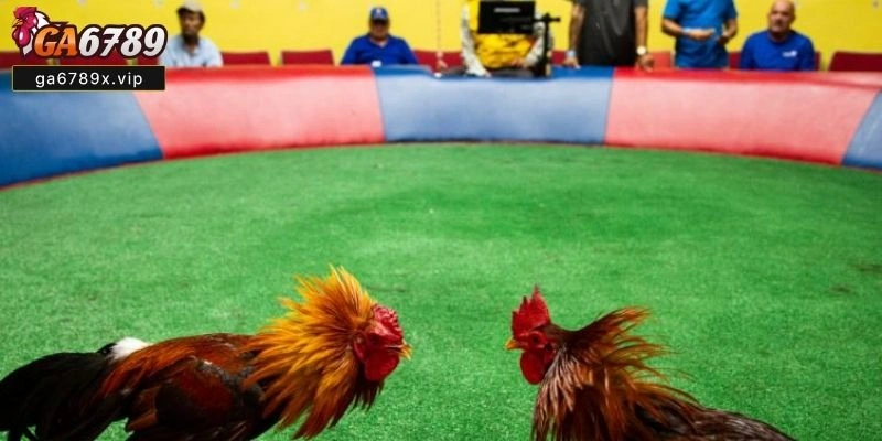 Tin Tức Đá Gà - Luôn Được Cập Nhật Mới Nhất Tại Ga6789 Tin Tức Đá Gà Ga6789