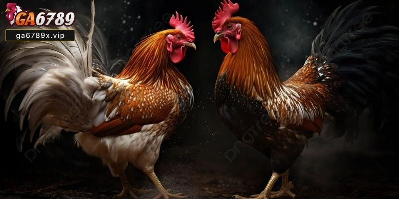 Top 7 Bí Kíp Cược Đá Gà Hiệu Quả Từ Cao Thủ Bí Kíp Cược Đá Gà