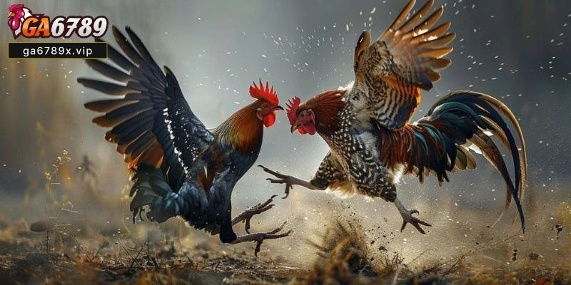 Bí Kíp Xem Ngày Đá Gà Cựa Sắt