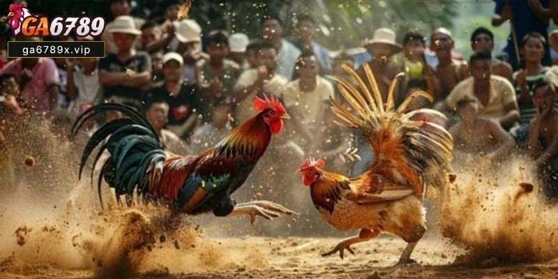 Lợi Ích Và Cơ Hội Khi Nuôi Đúng Chuẩn Cách Nuôi Gà Chọi C1