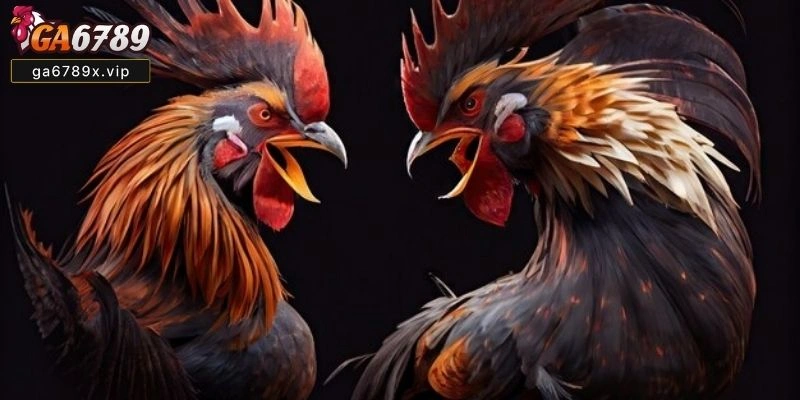 Đá Gà Cựa Dao Trực Tiếp