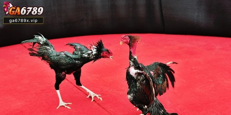 Tìm hiểu từ A-Z và lý do nên lựa chọn Đá Gà Cựa Tròn