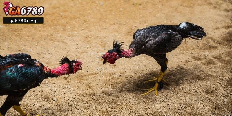 Luật chơi, cách cược và mẹo chiến thắng Đá Gà Cựa Tròn