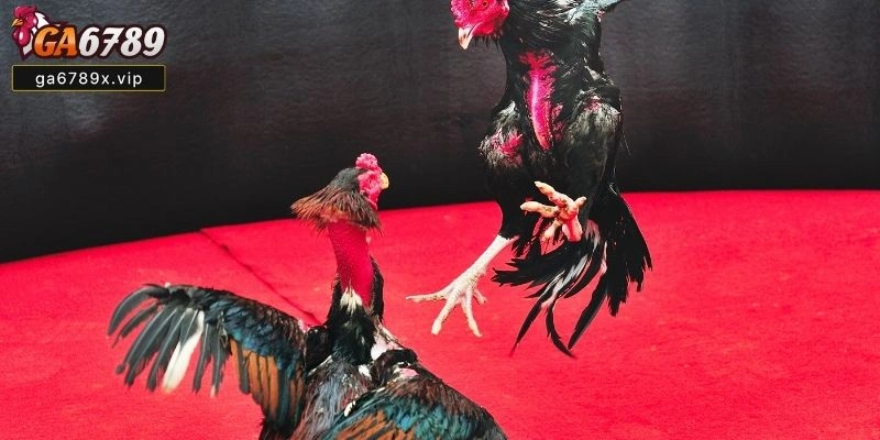 Đá Gà Cựa Tròn