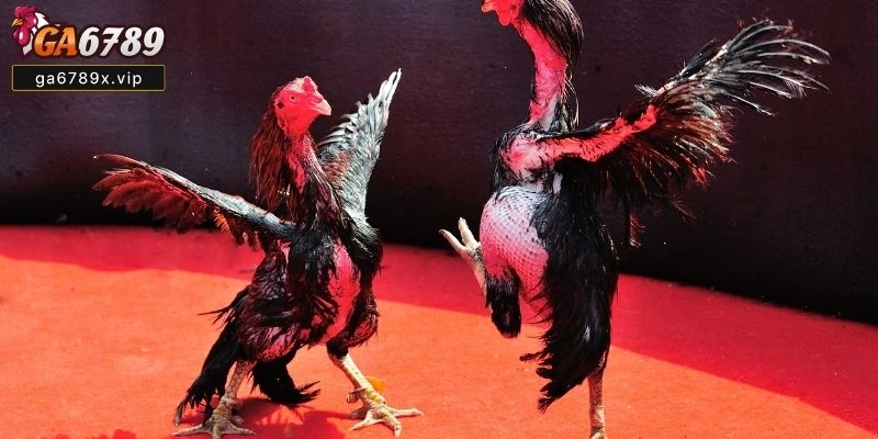 Trải Nghiệm Chơi Đá Gà Đỉnh Cao, An Toàn Và Minh Bạch Đá gà đòn