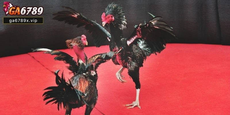 Hướng Dẫn Đăng Ký, Nạp Rút Và Đặt Cược Chi Tiết Đá gà đòn