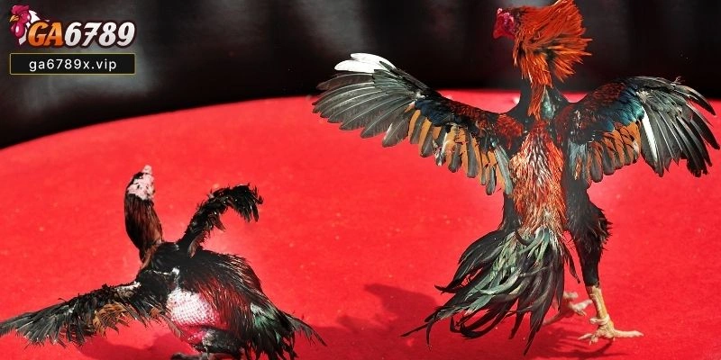 Tổng Quan, Lý Do Nên Chọn Và Trải Nghiệm Thực Tế Đá gà mỹ