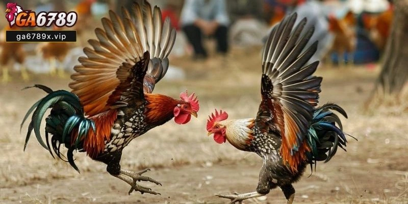 Đá Gà Trực Tiếp C1