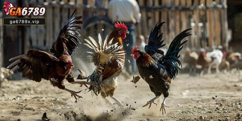 Đá Gà Trực Tiếp C4