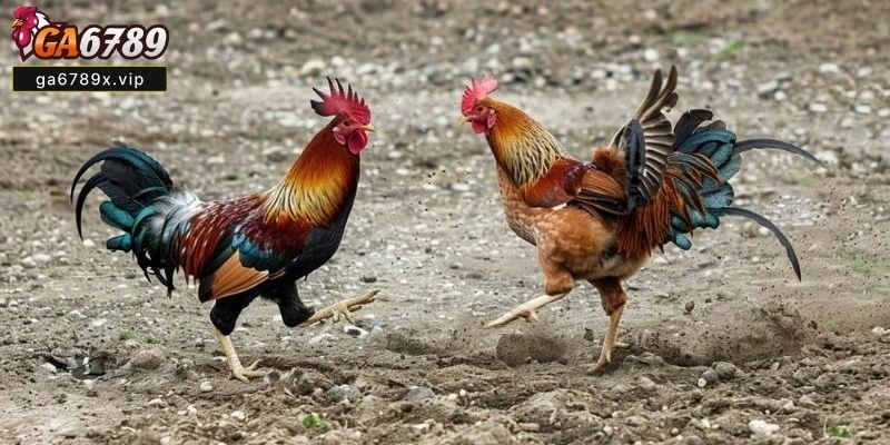 Đá Gà Trực Tiếp C4