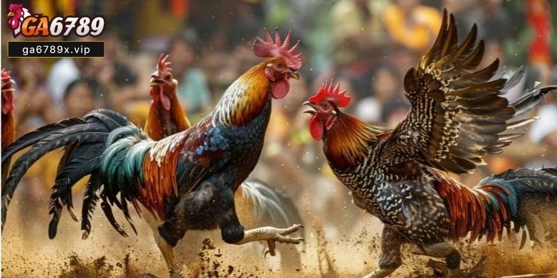 Đá Gà Trực Tiếp CPC4