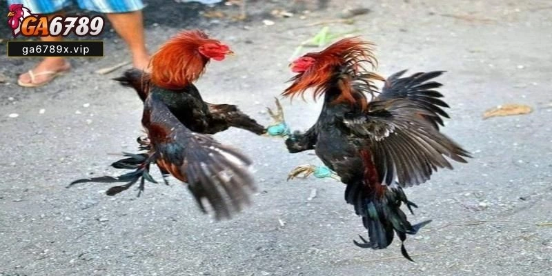 đăng nhập Ga6789