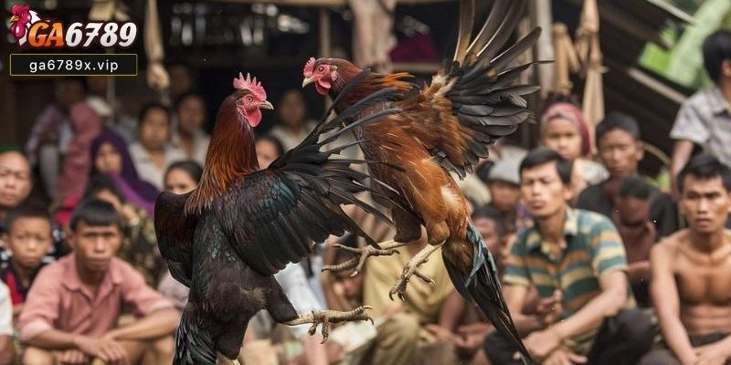 Hôm Nay Đá Gà Màu Nào Mạnh