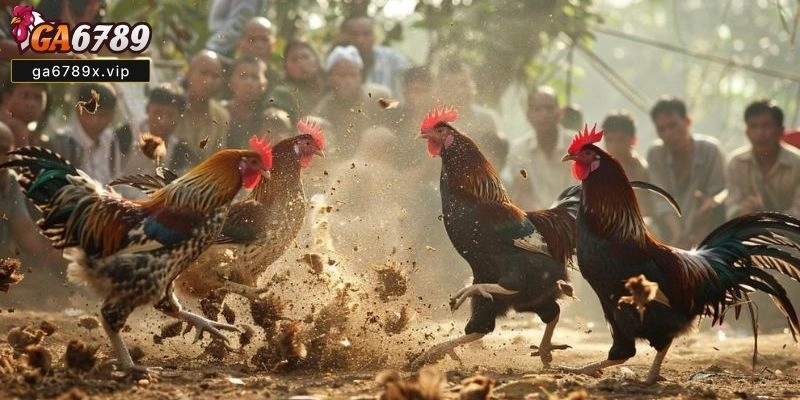 Nguyên Lý Ngũ Hành Và Quy Luật Màu Mạng Gà Đá Theo Ngày màu mạng gà đá theo ngày