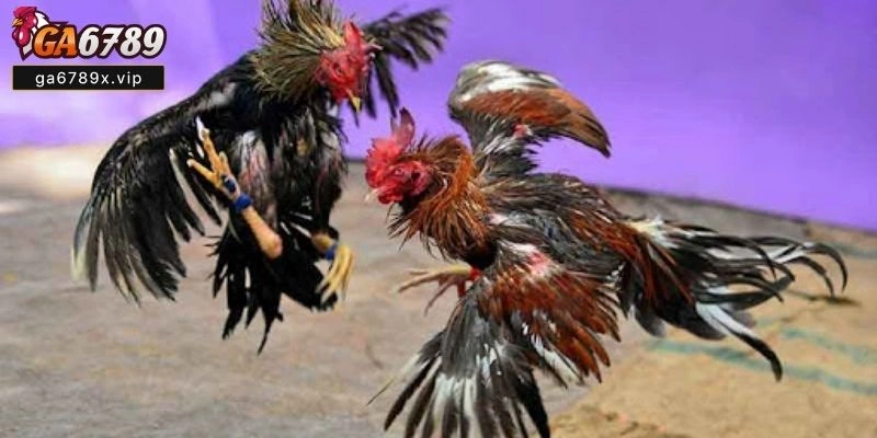 Trận Đá Gà 24 Tỷ