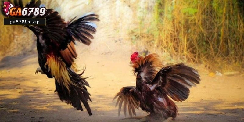 Trận Đá Gà 24 Tỷ Là Gì? Vì Sao Lại Gây Sốt Trong Giới Cá Cược? Trận Đá Gà 24 Tỷ