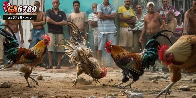 Trực Tiếp Đá Gà C3