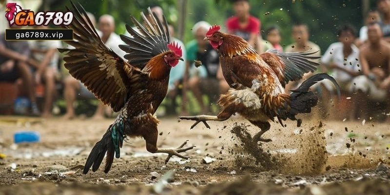 Trực Tiếp Đá Gà C3